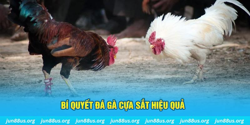 22789win đá gà cựa dao