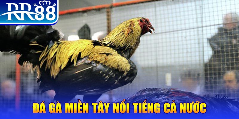 22789win gà chọi c1.com trực tiếp 888