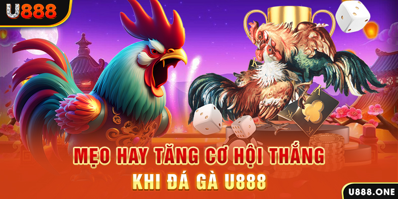 22789win trực tiếp gà chọi c1